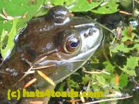 /home//u458753944/public_html/sourcegallery//////Frogs/More bullfrogs/P9060096.JPG